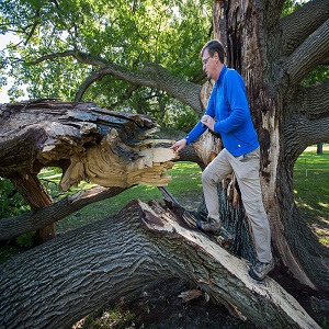 tree hazard assessment