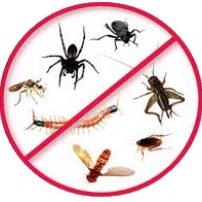 Why You Need To Contact Pest Control If You Have A Termite Infestation At Home: